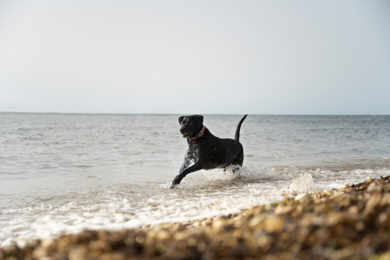 Hund läuft am Strand an der Ostsee beim Urlaub mit Hund nahe Deck9 am Haff